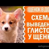 Выездная ветеринарная служба Велес Фото 2 на проекте VetSpravka.ru