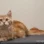 Питомник мейн кунов, бенгальских и абиссинских кошек Artlazar Фото 2 на проекте VetSpravka.ru