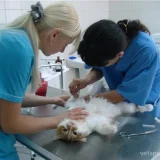 Ветеринарная клиника Вега Фото 2 на проекте VetSpravka.ru