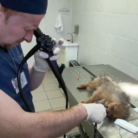 Ветеринарная клиника ОБЛ ВЕТ Фото 2 на проекте VetSpravka.ru Ветеринарная клиника ОБЛ ВЕТ Фото 2 на проекте VetSpravka.ru