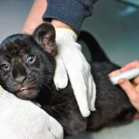 Ветеринарная клиника Мос Вет Фото 2 на проекте VetSpravka.ru Ветеринарная клиника Мос Вет Фото 2 на проекте VetSpravka.ru