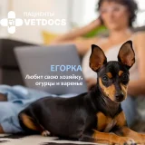 Ветеринарная клиника Vetdocs Фото 2 на проекте VetSpravka.ru