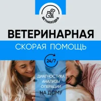 Ветеринарная служба Ветнаходка на проспекте Победы Фото 2 на проекте VetSpravka.ru Ветеринарная служба Ветнаходка на проспекте Победы Фото 2 на проекте VetSpravka.ru