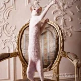 Питомник кошек породы Корниш-рекс Baleen diamonds Фото 2 на проекте VetSpravka.ru