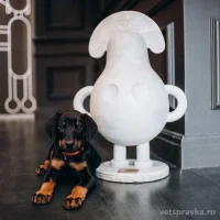 Груминг-салон Barberdog Фото 2 на проекте VetSpravka.ru Груминг-салон Barberdog Фото 2 на проекте VetSpravka.ru