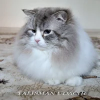 Питомник кошек Талисман Удачи Фото 2 на проекте VetSpravka.ru
