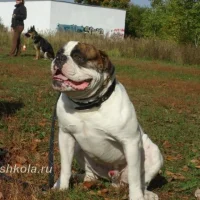 Dog-Shkola  на проекте VetSpravka.ru