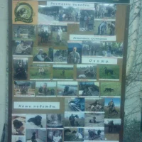 Секция любителей охотничьих собак Курцхаар-II  на проекте VetSpravka.ru