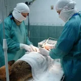 Выездная ветеринарная служба Тиша  на проекте VetSpravka.ru