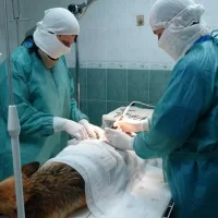 Выездная ветеринарная служба Тиша  на проекте VetSpravka.ru
