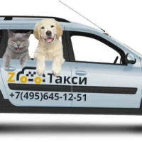Зоотакси на проекте VetSpravka.ru Зоотакси на проекте VetSpravka.ru