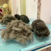 Студия груминга Wanna Grooming? Фото 2 на проекте VetSpravka.ru Студия груминга Wanna Grooming? Фото 2 на проекте VetSpravka.ru