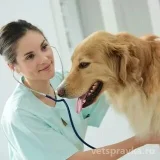Ветеринарная клиника Мия Фото 2 на проекте VetSpravka.ru
