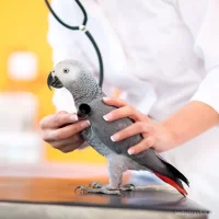 Ветеринарный центр Dr.Hug Фото 2 на проекте VetSpravka.ru Ветеринарный центр Dr.Hug Фото 2 на проекте VetSpravka.ru