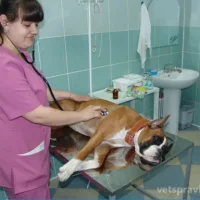 Выездная ветеринарная служба Вет ОБЛ Фото 2 на проекте VetSpravka.ru