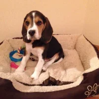Ветеринарная клиника ЦВО СКОР Фото 2 на проекте VetSpravka.ru Ветеринарная клиника ЦВО СКОР Фото 2 на проекте VetSpravka.ru