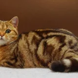 Элитный питомник Шотландских вислоухих кошек Superfold  на проекте VetSpravka.ru