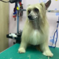 Зоопарикмахерская Dog's Family Фото 2 на проекте VetSpravka.ru Зоопарикмахерская Dog's Family Фото 2 на проекте VetSpravka.ru