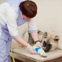 Клиника Асвет Фото 2 на проекте VetSpravka.ru Клиника Асвет Фото 2 на проекте VetSpravka.ru