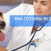 Ветеринарная клиника Лавида на проекте VetSpravka.ru Ветеринарная клиника Лавида на проекте VetSpravka.ru