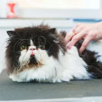 Стрижки собак и кошек Groom Фото 2 на проекте VetSpravka.ru Стрижки собак и кошек Groom Фото 2 на проекте VetSpravka.ru