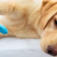 Ветеринарная клиника на колесах Vet-mobile Фото 2 на проекте VetSpravka.ru Ветеринарная клиника на колесах Vet-mobile Фото 2 на проекте VetSpravka.ru