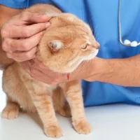 Служба ветеринарной помощи на дому UsiplenieVet Фото 2 на проекте VetSpravka.ru Служба ветеринарной помощи на дому UsiplenieVet Фото 2 на проекте VetSpravka.ru