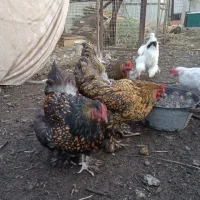 Ветеринарная клиника «Любимчик» на Уссурийской улице Фото 2 на проекте VetSpravka.ru Ветеринарная клиника «Любимчик» на Уссурийской улице Фото 2 на проекте VetSpravka.ru