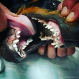 Центр ветеринарной стоматологии AnimalDent Фото 2 на проекте VetSpravka.ru