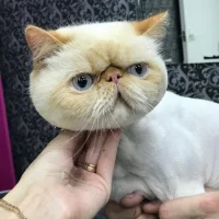 Груминг-салон Pets groom Фото 2 на проекте VetSpravka.ru Груминг-салон Pets groom Фото 2 на проекте VetSpravka.ru