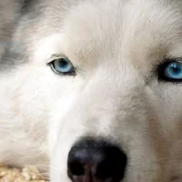 Клиника ветеринарной геронтологии Династия Фото 2 на проекте VetSpravka.ru Клиника ветеринарной геронтологии Династия Фото 2 на проекте VetSpravka.ru