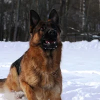 Питомник для собак Aderhaiden hof Фото 2 на проекте VetSpravka.ru Питомник для собак Aderhaiden hof Фото 2 на проекте VetSpravka.ru