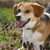 Pedigree Фото 2 на проекте VetSpravka.ru