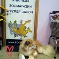 Ветеринарная клиника ZooHelp Фото 2 на проекте VetSpravka.ru