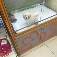 Зоомагазин Четыре лапы на улице Воинов-Интернационалистов Фото 2 на проекте VetSpravka.ru Зоомагазин Четыре лапы на улице Воинов-Интернационалистов Фото 2 на проекте VetSpravka.ru