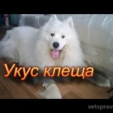 Ветеринарная клиника Простоквашино Фото 2 на проекте VetSpravka.ru