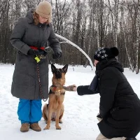 Dogcity Фото 2 на проекте VetSpravka.ru Dogcity Фото 2 на проекте VetSpravka.ru