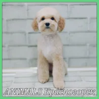 Груминг-зоосалон Animals Фото 2 на проекте VetSpravka.ru Груминг-зоосалон Animals Фото 2 на проекте VetSpravka.ru