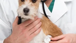 Ветеринарная клиника Радость Фото 3 на проекте VetSpravka.ru