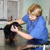 Ветеринарная клиника На Наташинских прудах  на проекте VetSpravka.ru