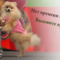 Ветеринарная клиника Дружок Фото 2 на проекте VetSpravka.ru