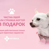 Ветеринарная клиника Vetdocs на улице Гагарина Фото 2 на проекте VetSpravka.ru