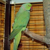 Гостиница для попугаев и птиц Mr.Parrot  на проекте VetSpravka.ru